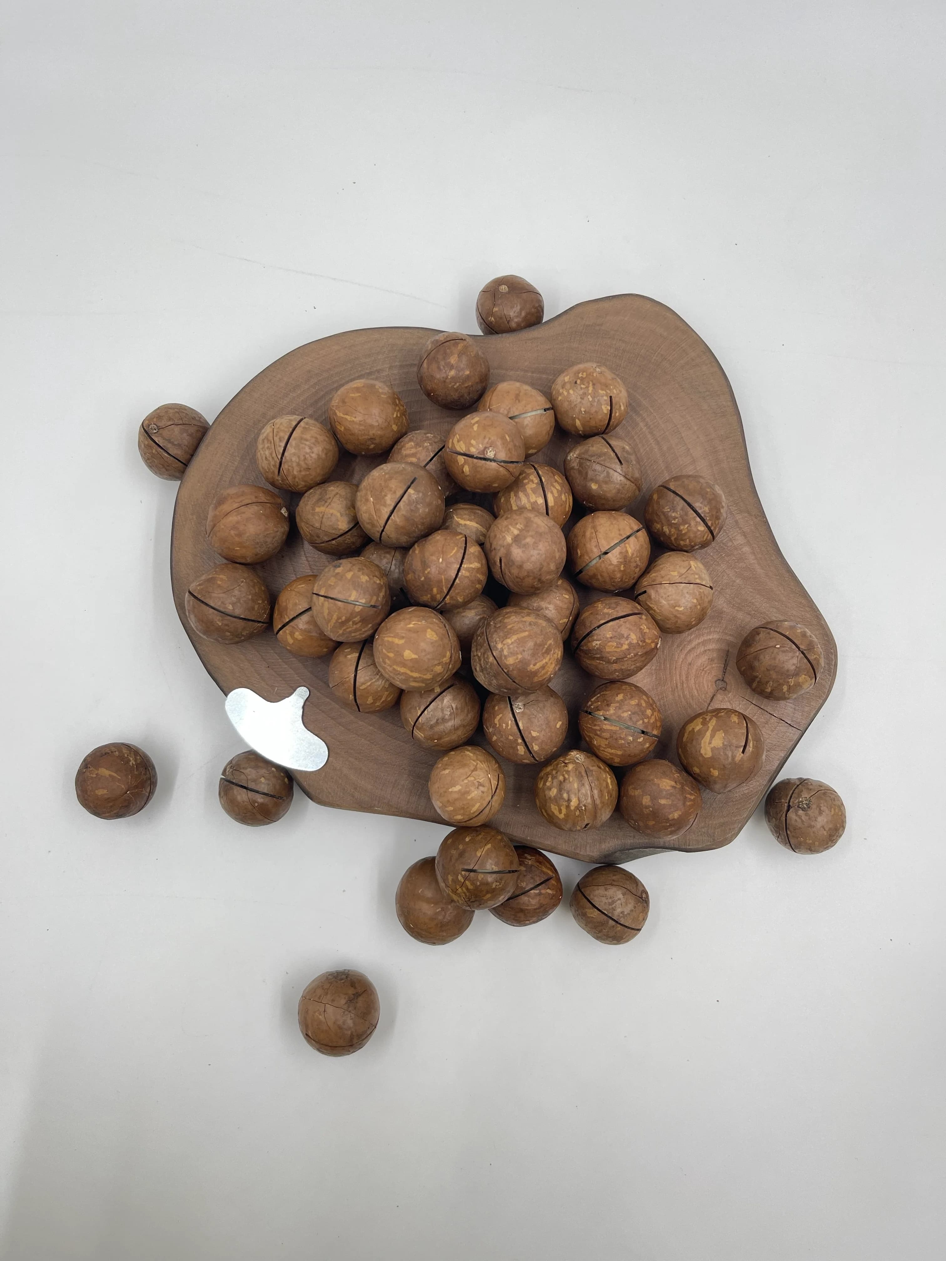 In-Shell Macadamia Nuts thumbnail 5